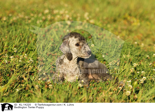 Bedlington Terrier Puppy / KL-14220