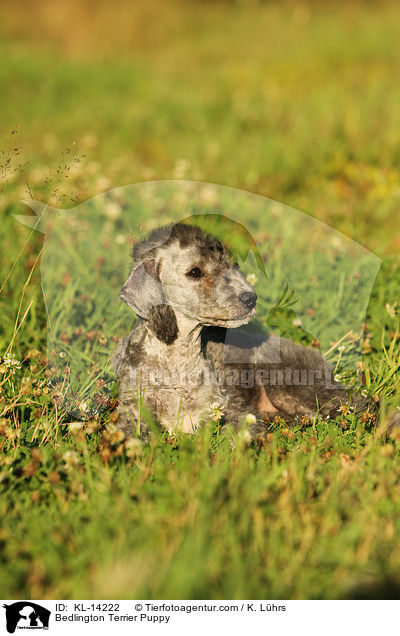 Bedlington Terrier Puppy / KL-14222