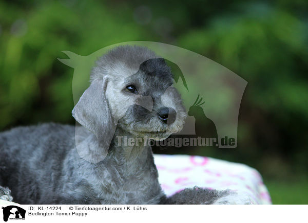 Bedlington Terrier Puppy / KL-14224