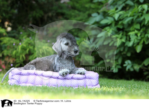 Bedlington Terrier Puppy / KL-14225