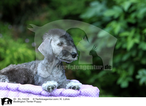 Bedlington Terrier Puppy / KL-14226