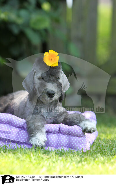 Bedlington Terrier Puppy / KL-14230