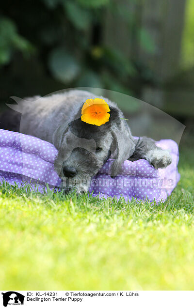 Bedlington Terrier Puppy / KL-14231