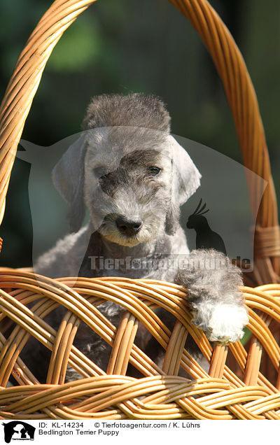 Bedlington Terrier Welpe / Bedlington Terrier Puppy / KL-14234