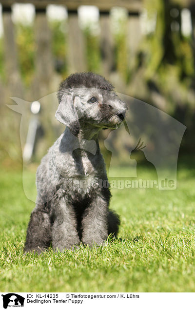 Bedlington Terrier Puppy / KL-14235