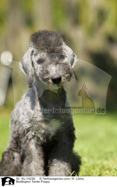 Bedlington Terrier Puppy / KL-14236