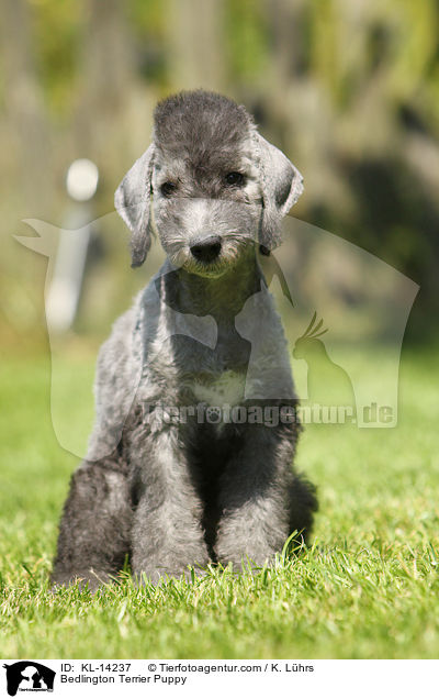 Bedlington Terrier Puppy / KL-14237