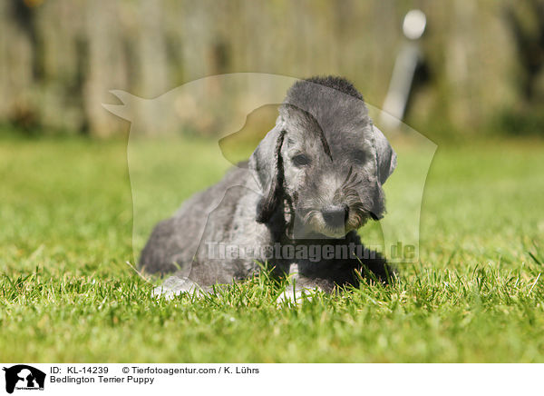 Bedlington Terrier Puppy / KL-14239