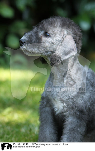 Bedlington Terrier Puppy / KL-14240