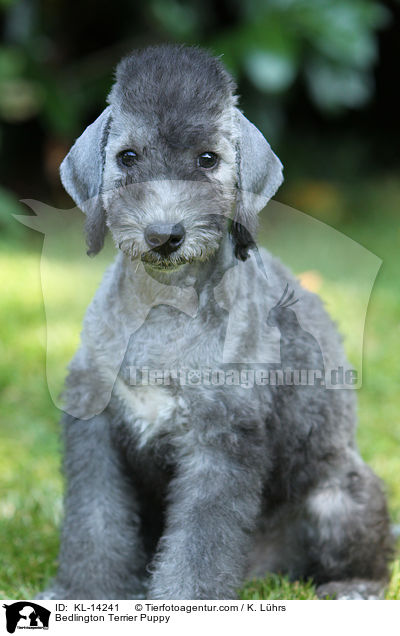 Bedlington Terrier Puppy / KL-14241