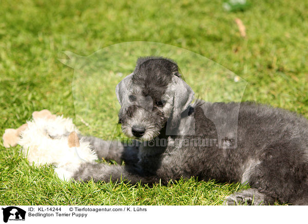 Bedlington Terrier Puppy / KL-14244
