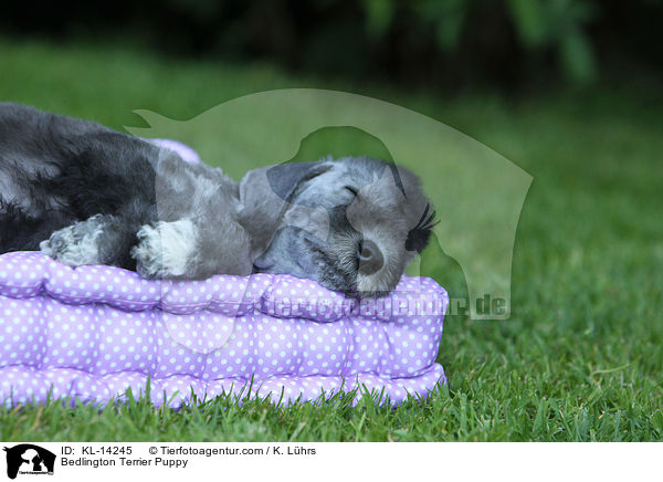 Bedlington Terrier Puppy / KL-14245