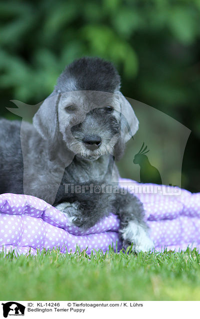 Bedlington Terrier Welpe / Bedlington Terrier Puppy / KL-14246