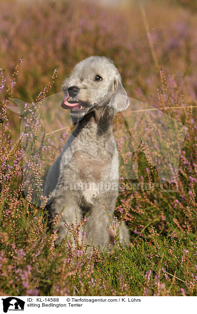 sitting Bedlington Terrier / KL-14588