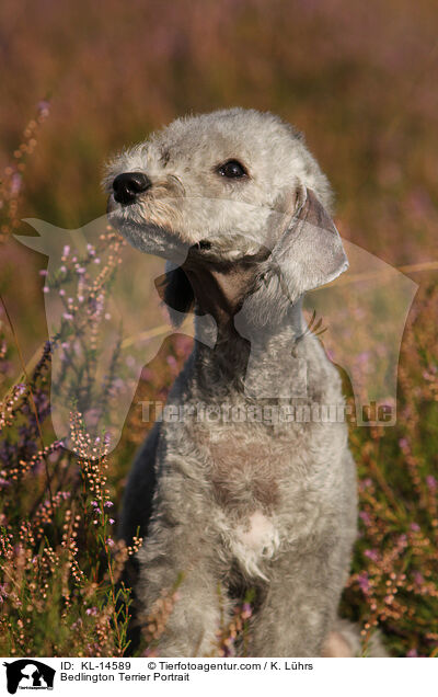 Bedlington Terrier Portrait / Bedlington Terrier Portrait / KL-14589