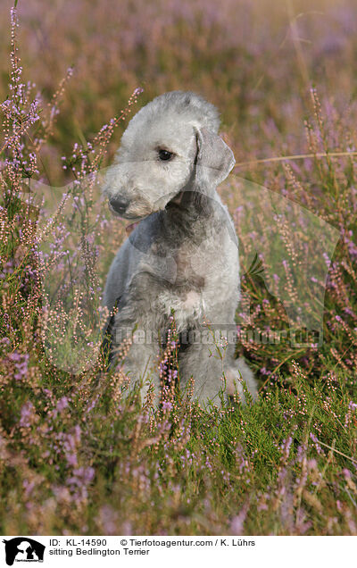 sitting Bedlington Terrier / KL-14590