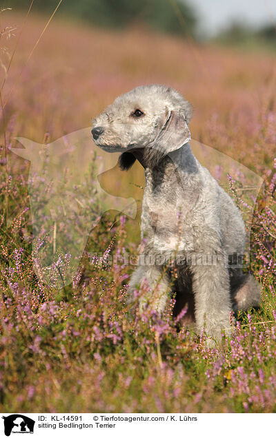 sitzender Bedlington Terrier / sitting Bedlington Terrier / KL-14591