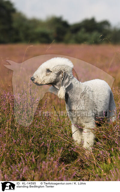standing Bedlington Terrier / KL-14595