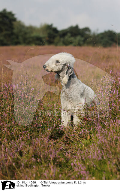 sitzender Bedlington Terrier / sitting Bedlington Terrier / KL-14596