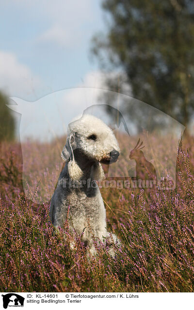 sitting Bedlington Terrier / KL-14601