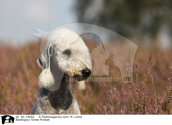 Bedlington Terrier Portrait / KL-14602