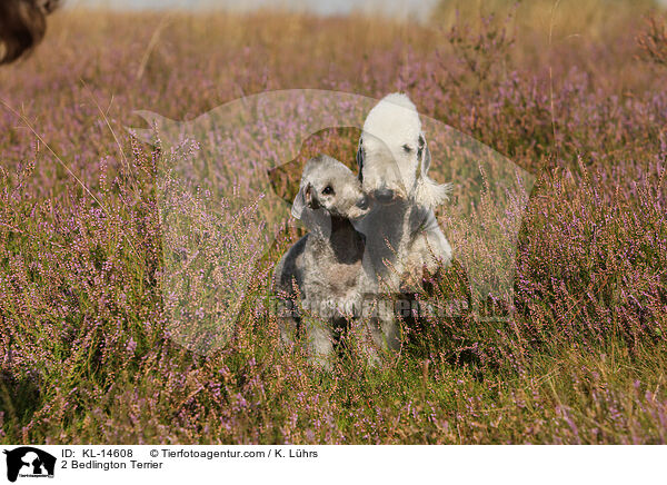2 Bedlington Terrier / 2 Bedlington Terrier / KL-14608