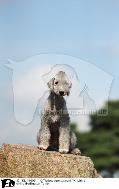 sitting Bedlington Terrier / KL-14609