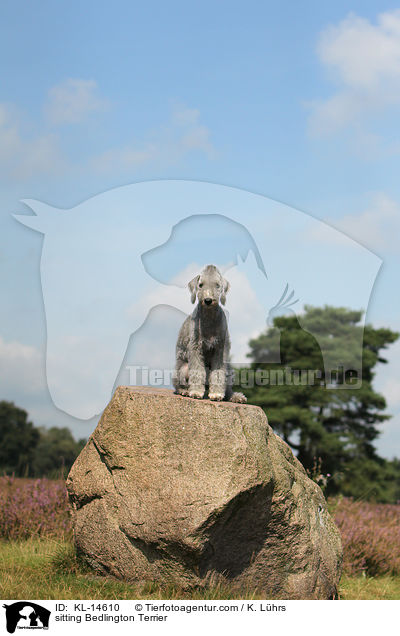 sitting Bedlington Terrier / KL-14610