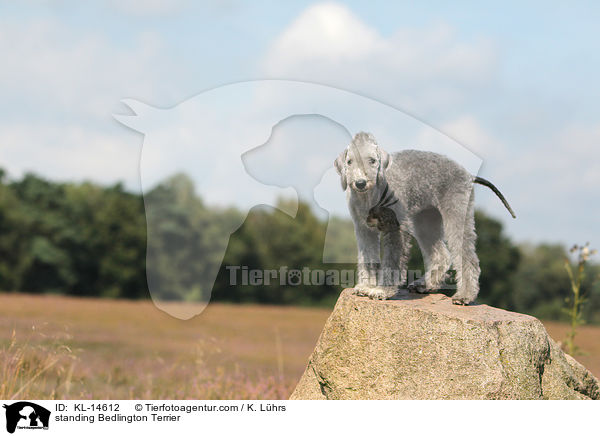 standing Bedlington Terrier / KL-14612