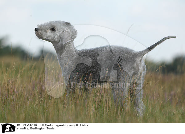 standing Bedlington Terrier / KL-14616
