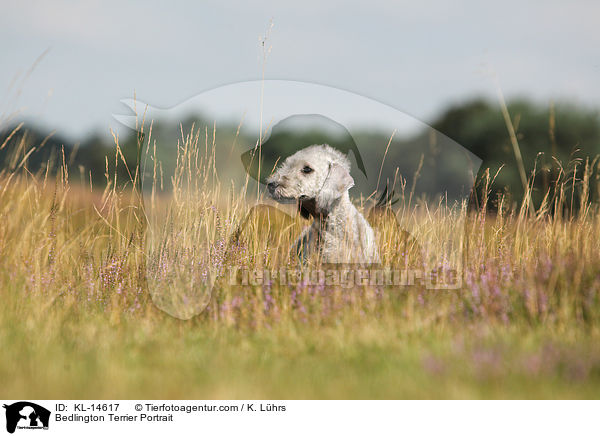 Bedlington Terrier Portrait / KL-14617
