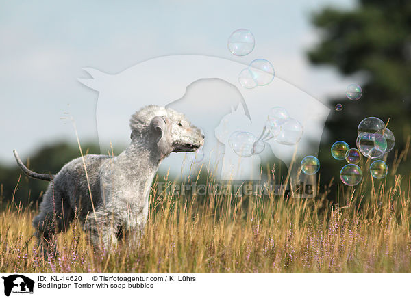 Bedlington Terrier mit Seifenblasen / Bedlington Terrier with soap bubbles / KL-14620