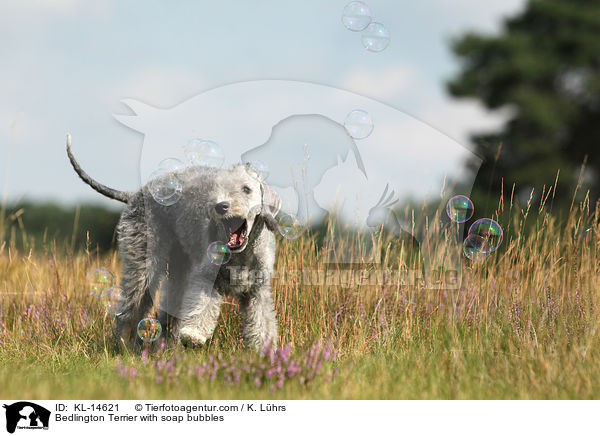 Bedlington Terrier with soap bubbles / KL-14621
