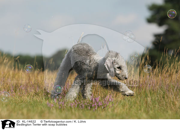 Bedlington Terrier with soap bubbles / KL-14622