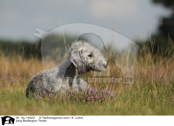 lying Bedlington Terrier / KL-14623