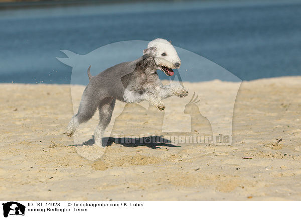 running Bedlington Terrier / KL-14928