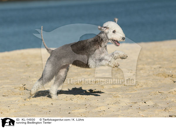 running Bedlington Terrier / KL-14930