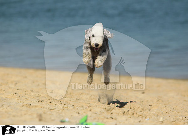 springender Bedlington Terrier / jumping Bedlington Terrier / KL-14940