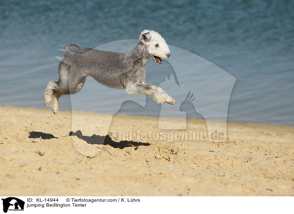 springender Bedlington Terrier / jumping Bedlington Terrier / KL-14944