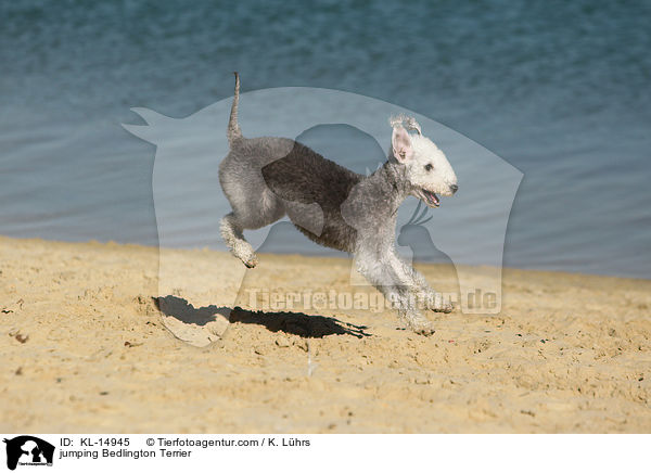 jumping Bedlington Terrier / KL-14945