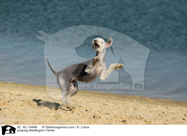 springender Bedlington Terrier / jumping Bedlington Terrier / KL-14946