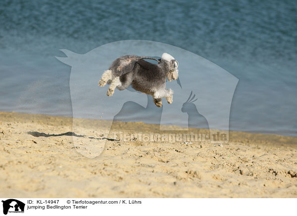 jumping Bedlington Terrier / KL-14947