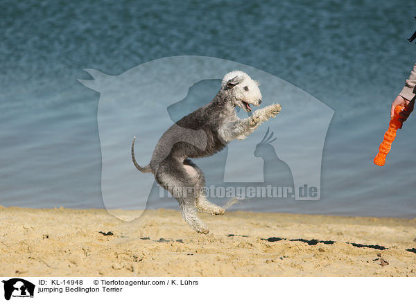 jumping Bedlington Terrier / KL-14948