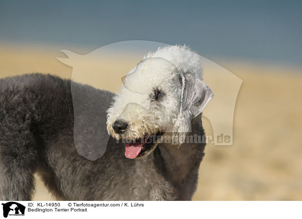 Bedlington Terrier Portrait / KL-14950