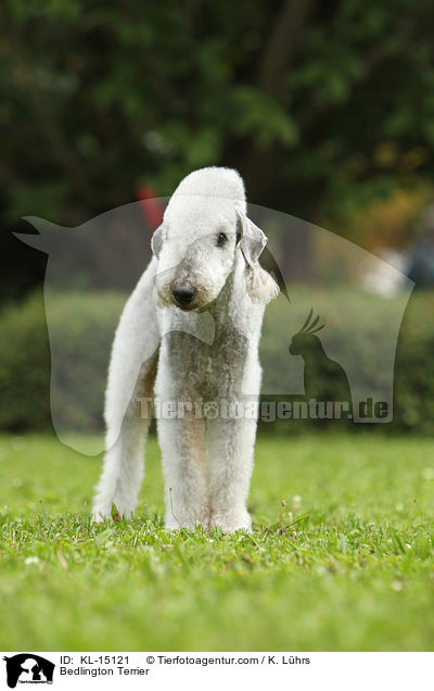 Bedlington Terrier / Bedlington Terrier / KL-15121