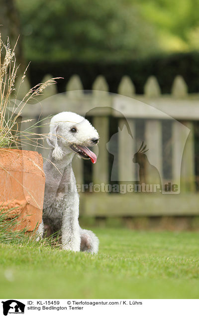 sitting Bedlington Terrier / KL-15459