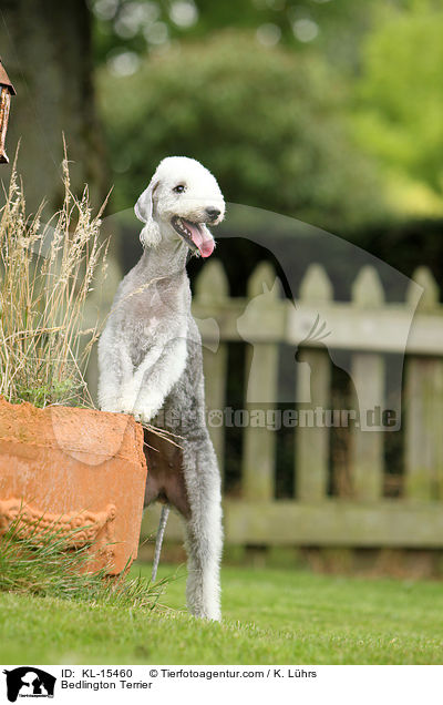 Bedlington Terrier / Bedlington Terrier / KL-15460