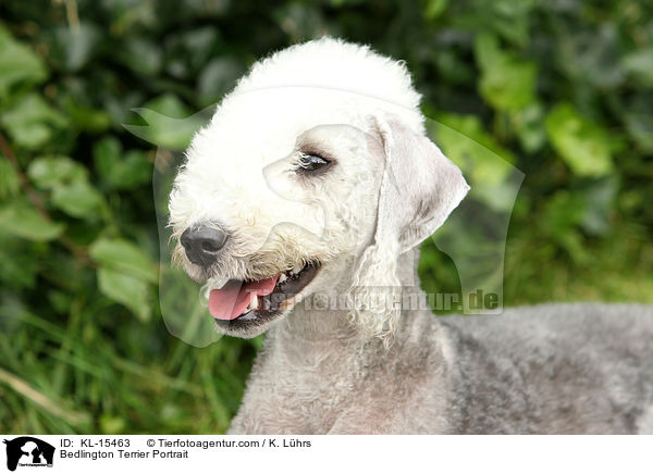 Bedlington Terrier Portrait / KL-15463