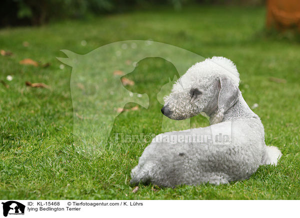 liegender Bedlington Terrier / lying Bedlington Terrier / KL-15468