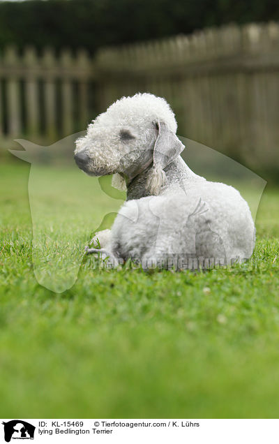 lying Bedlington Terrier / KL-15469